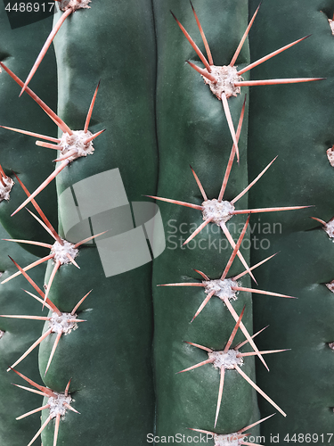 Image of Spiky texture of a big green cactus