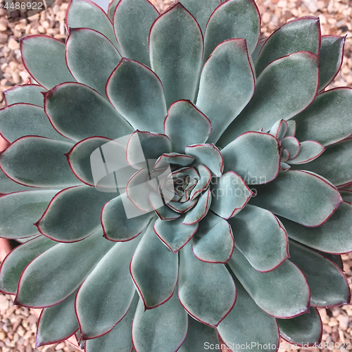 Image of Beautiful succulent plant on stone background