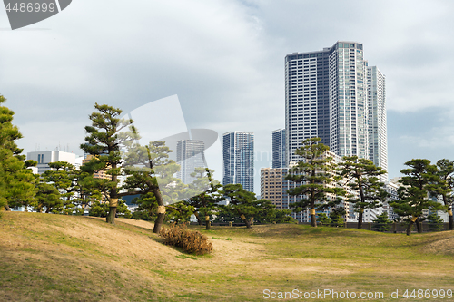 Image of pine trees at hamarikyu gardens park in tokyo