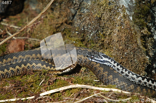 Image of Norwegian snakes_1_20.04.2005