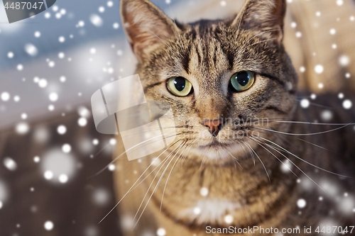 Image of portrait of tabby cat in winter over snow