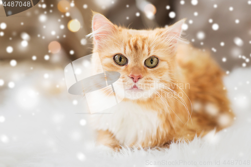 Image of red tabby cat lying on sheepskin at home over snow