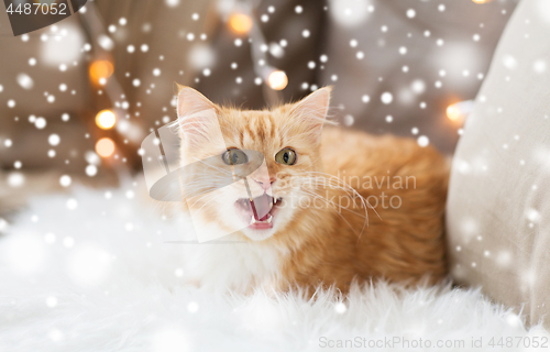 Image of red tabby cat at home on christmas