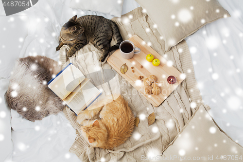 Image of two cats lying on bed at home in winter over snow