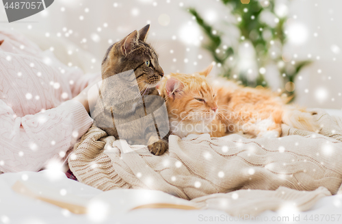 Image of close up of owner with cats in bed over snow