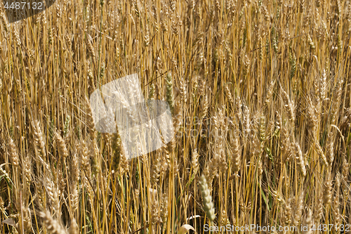 Image of Field of wheat 