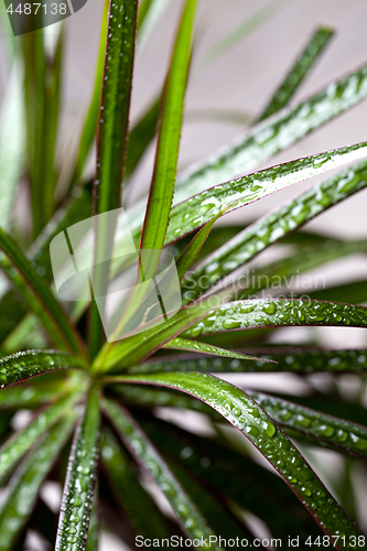 Image of dracena marginata with water drops