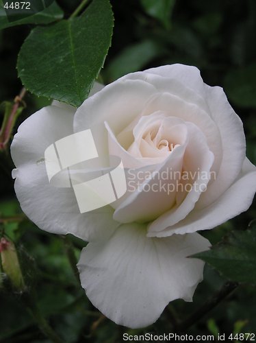 Image of Pale Rose