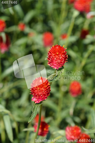 Image of Red globe amaranth