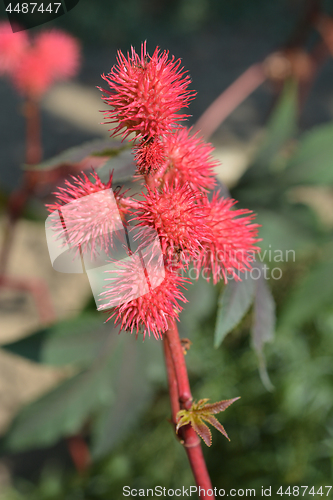 Image of Castor oil plant