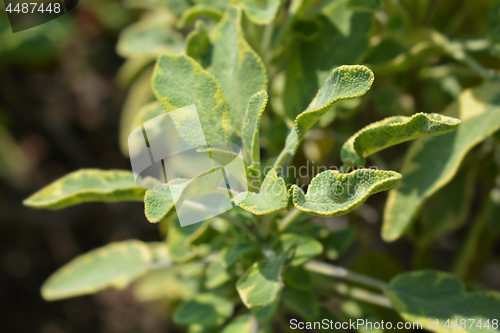 Image of Common sage Icterina