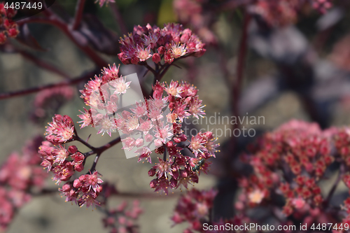 Image of Orpine Purple Emperor