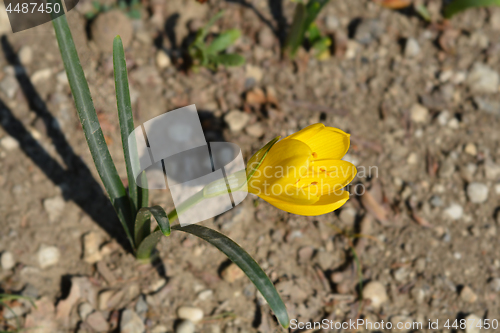 Image of Winter daffodil