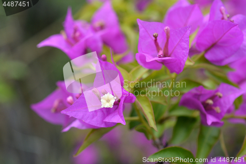 Image of Great bougainvillea