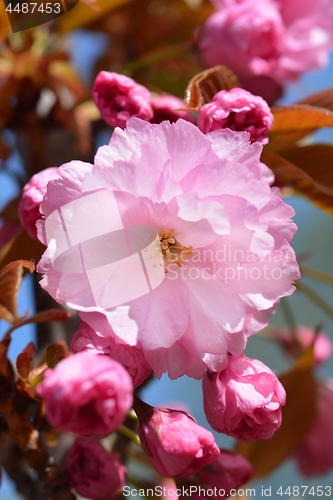 Image of Japanese cherry Kanzan