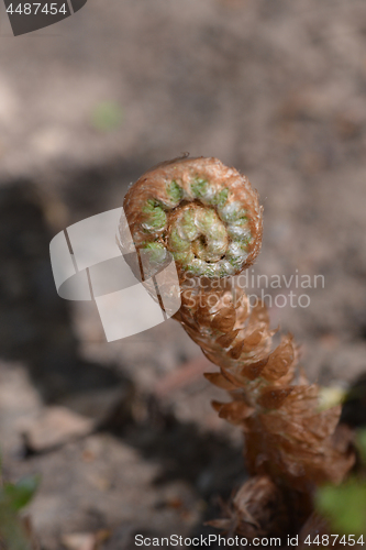 Image of Hard shield fern