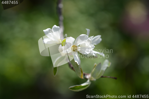 Image of Snowy mespilus