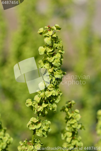 Image of Good King Henry