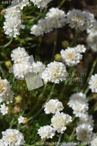 Image of White common thrift