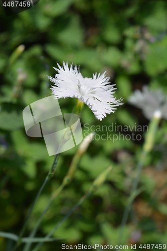 Image of White carnation flower