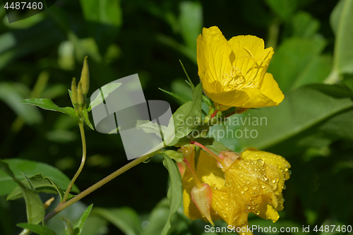 Image of Common sundrops