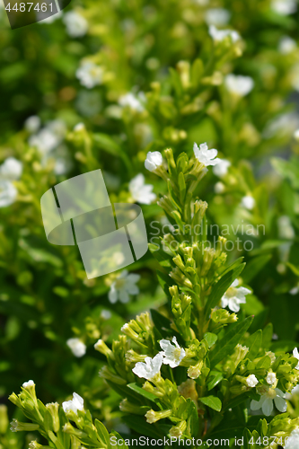 Image of White false heather