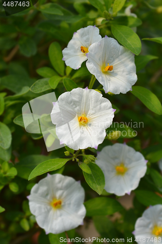 Image of White potato bush White Charles