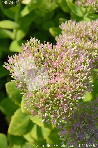 Image of Showy stonecrop