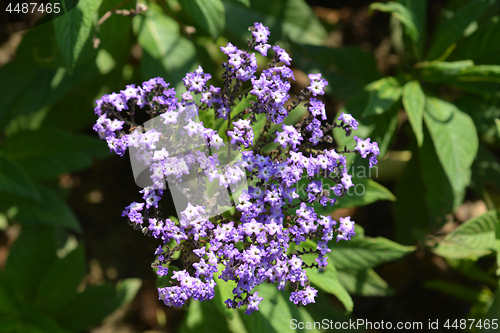 Image of Heliotrope Marine