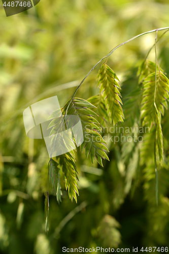 Image of Northern Sea Oats