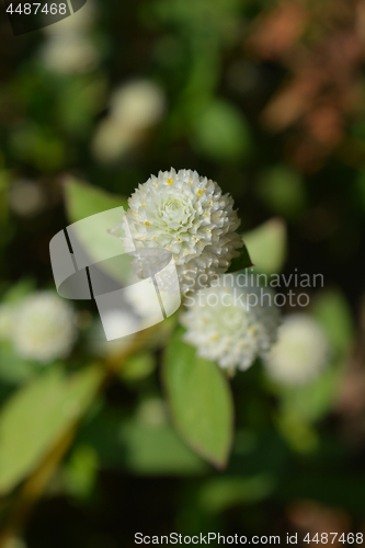 Image of White globe amaranth