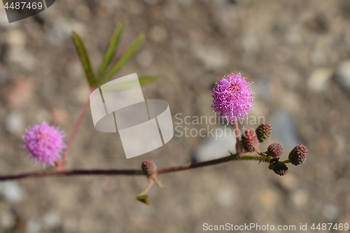 Image of Sensitive plant