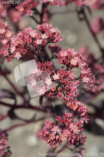 Image of Orpine Purple Emperor