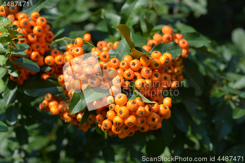Image of Orange Firethorn