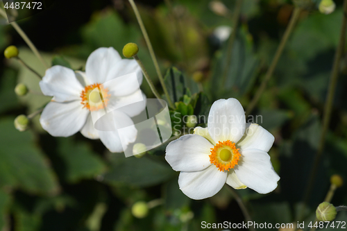 Image of Japanese anemone Honorine Jobert