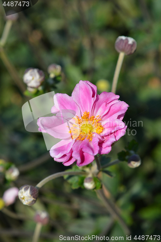 Image of Japanese anemone Koenigin Charlotte