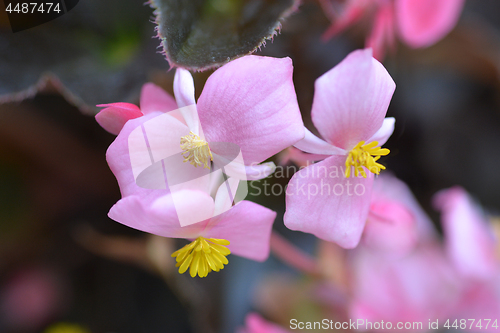 Image of Wax begonia Carmen