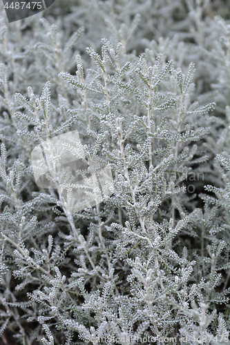 Image of Cypress lavender cotton