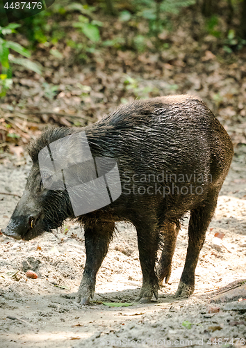 Image of Wild boar male feeding in the jungle