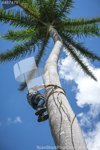 Image of Adult male climbs coconut tree to get coco nuts