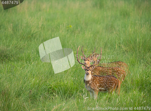 Image of Sika or spotted deers herd in the elephant grass