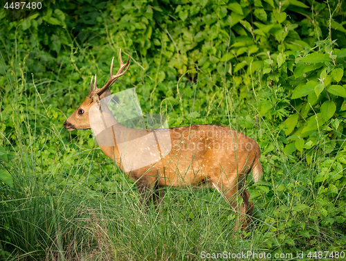 Image of spotted or sika deer in the jungle