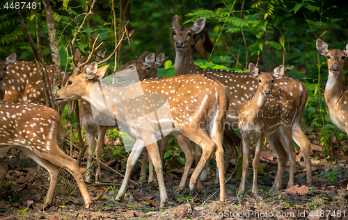 Image of Sika or spotted deers herd in the jungle