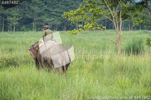 Image of Mahout or elephant rider riding a female elephant