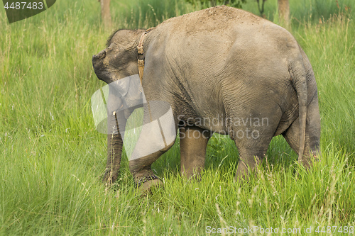 Image of Asian elephant eating grass or feeding in the wild