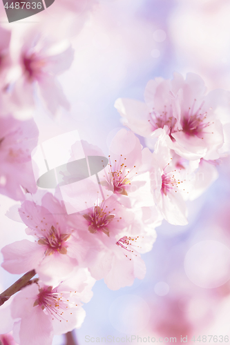 Image of Cherry blossom with beautiful flower bud and young booming flowers