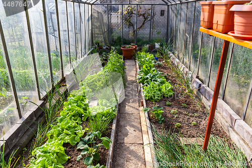 Image of Inside of greenhouse with vegetables