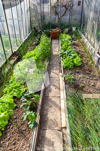 Image of Inside of greenhouse with vegetables