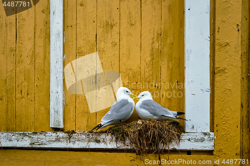 Image of Seagull bird close up