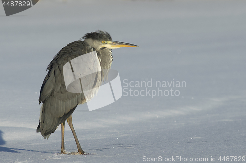 Image of Grey Heron